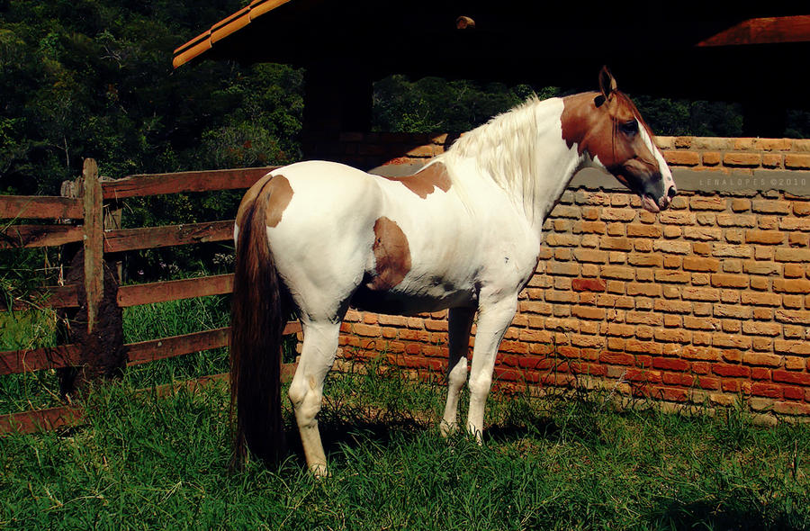 Indio VIII by LyraWhite on DeviantArt