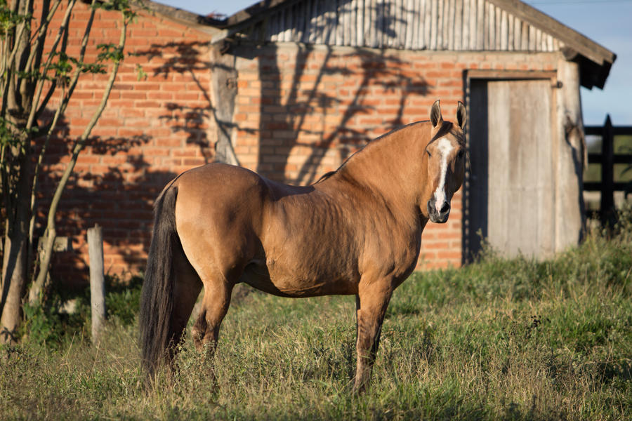 Marengo Stock LIII