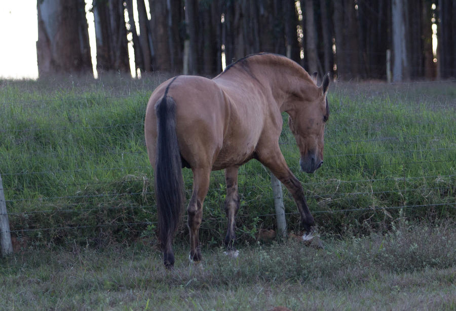 Marengo Stock LVII