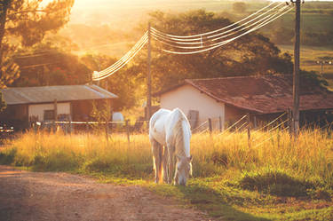 Sunny Fields