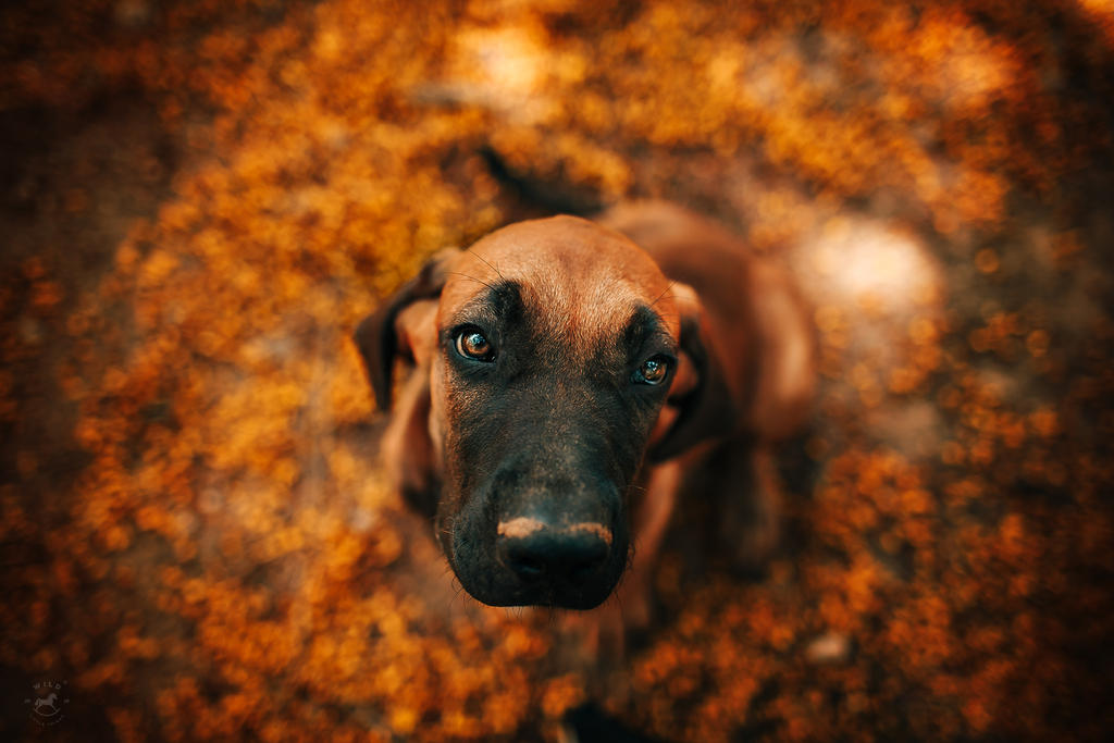 Autumn Puppy by LyraWhite