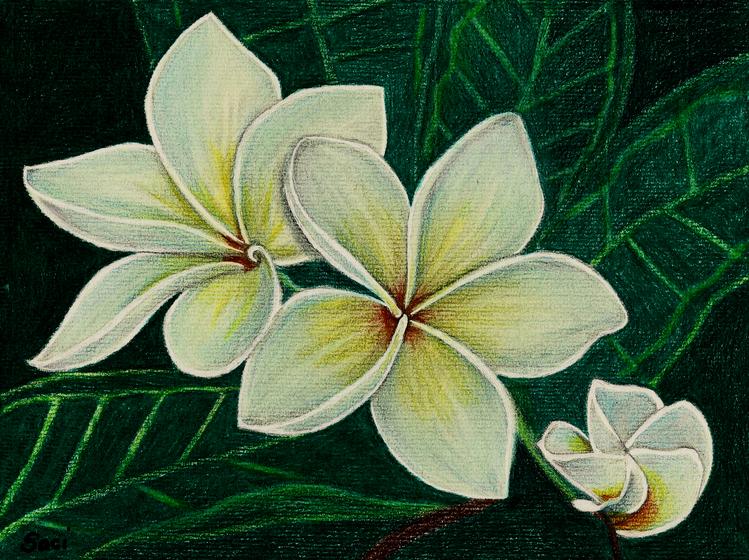 Jasmine Flower By Sarorita On Deviantart