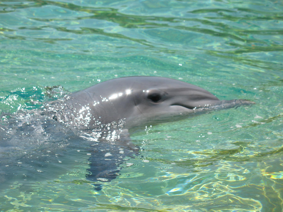 Dolphin Gleam