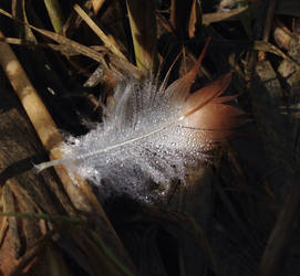 feather