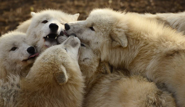 Surrounded by fur