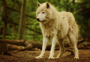 Watcher