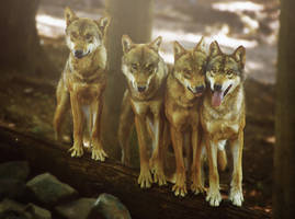 The pack