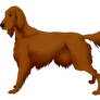 Irish Setter