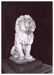 The Lion Mane