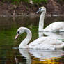 swans