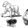 gorilla studies 02