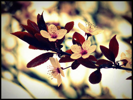 Spring flowers