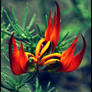 Fire flower