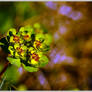 Euphorbia