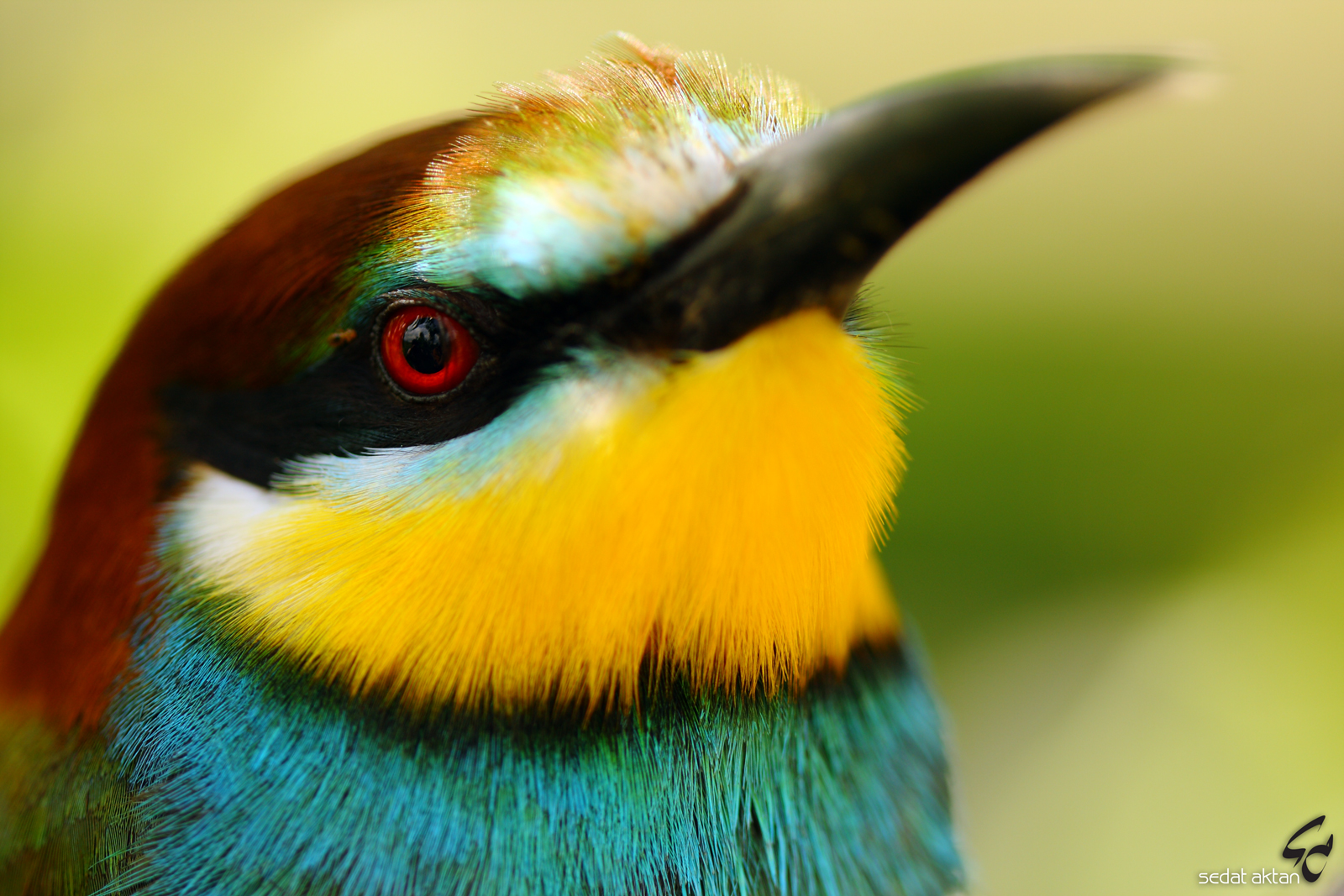 Merops apiaster