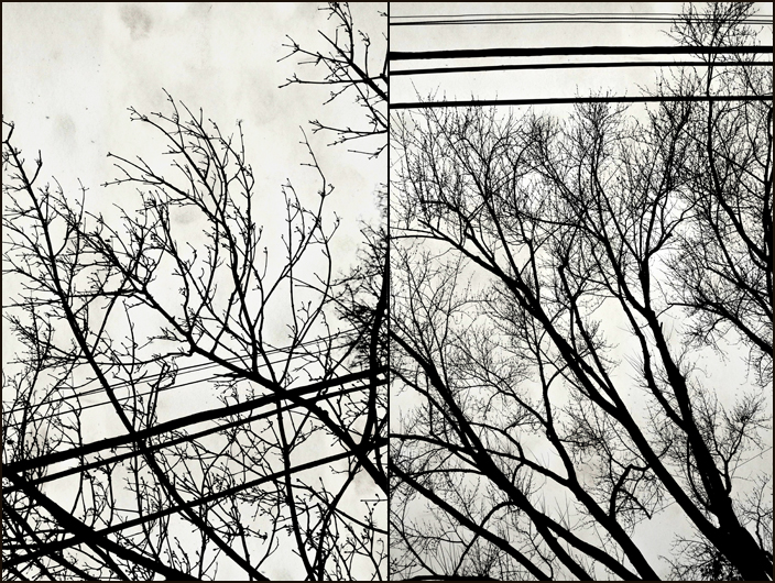 Branches