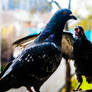 Pigeons In my Balcony 4