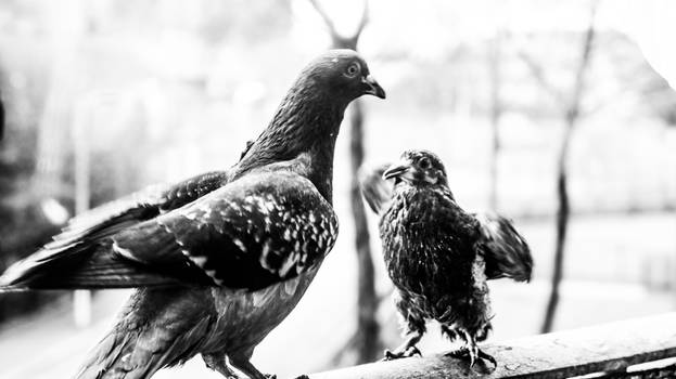 Pigeons In my Balcony 13