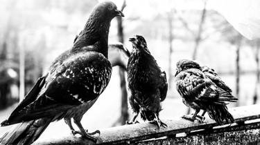 Pigeons In my Balcony 14