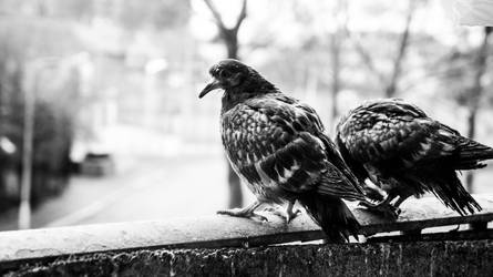 Pigeons In my Balcony 16