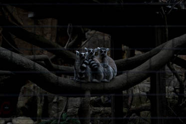 Stockholm's Skansen - They were CUTE.