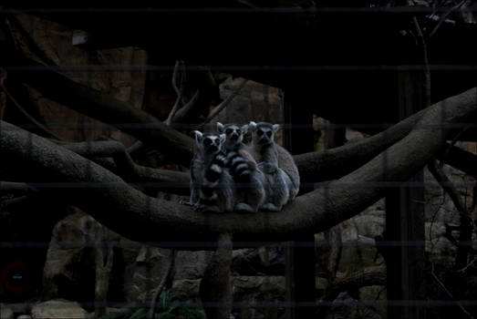 Stockholm's Skansen - They were CUTE.