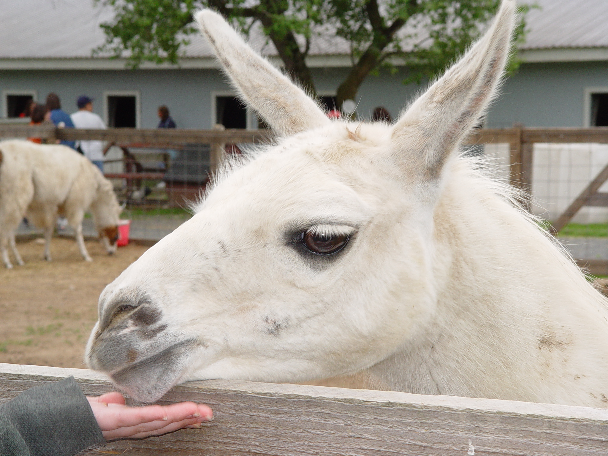 Here's Lookin at You - Llama