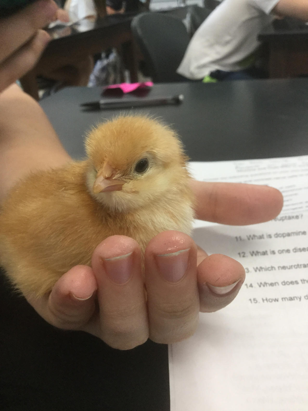 Baby Chick In Science Class by AnonymouslyPaint on DeviantArt