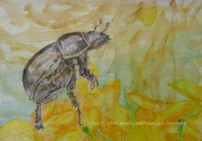 Dung Beetle on Flower