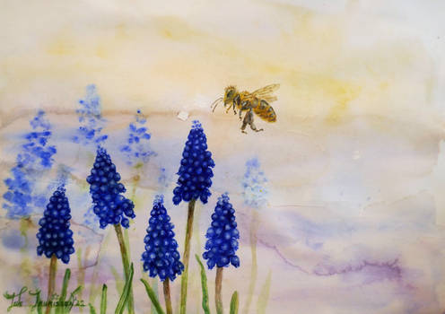 Bee flying at Grape hyacinths