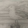 European Herring Gull