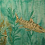 Leopard shark