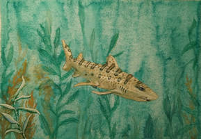 Leopard shark