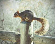 I Found a Squirrel! :)