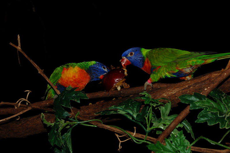 lories by otis-firefly on DeviantArt