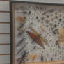 Insect Display