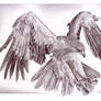 tawny eagle sketch