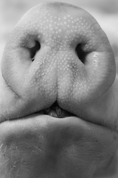 Pig nose