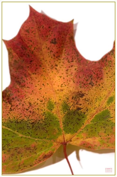 Autumn Leaf