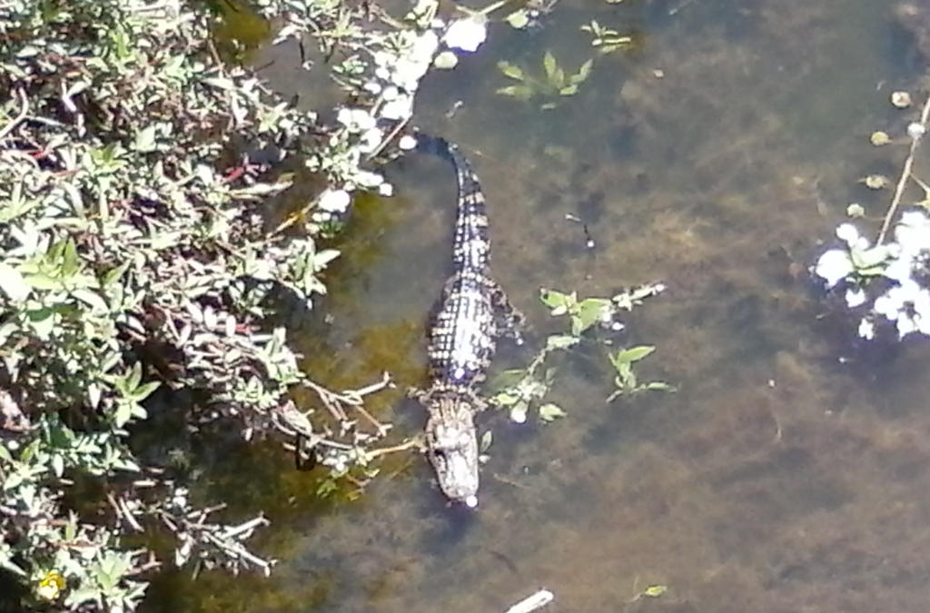 Alligator