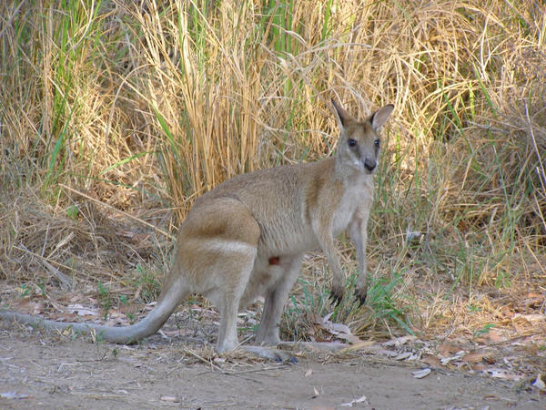 Female Agile Wallaby