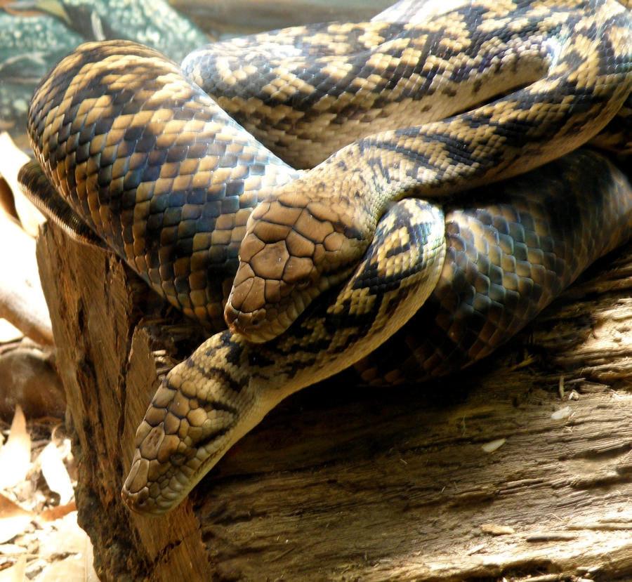 Amethystine Pythons by AfroDitee on DeviantArt