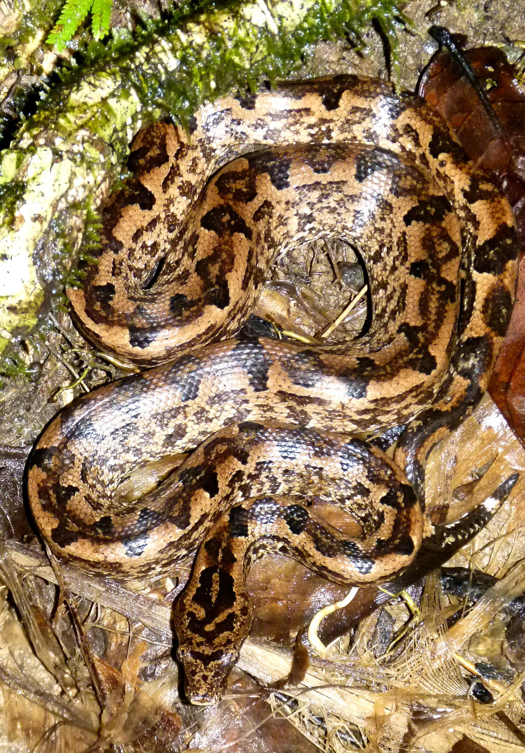 Pacific Boa (2)