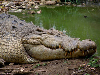 Saltwater Crocodile