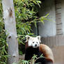 Red Panda