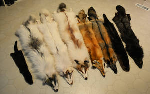 Pelts for sale!