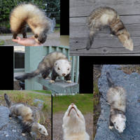 Sassha the softmount ferret