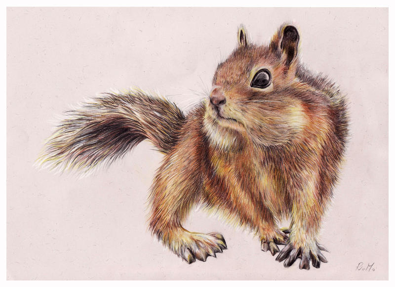 Squirrel Deviantart squirrel by niban-deidara-n-chan on DeviantArt