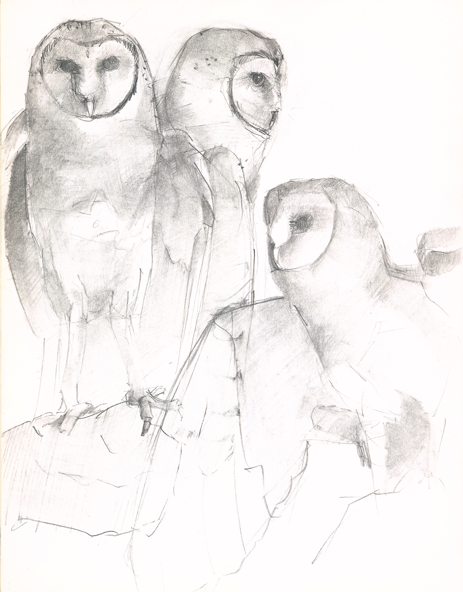 Barn Owl Study
