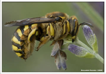 Anthidium